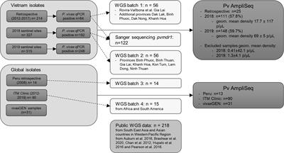 Novel highly-multiplexed AmpliSeq targeted assay for Plasmodium vivax genetic surveillance use cases at multiple geographical scales
